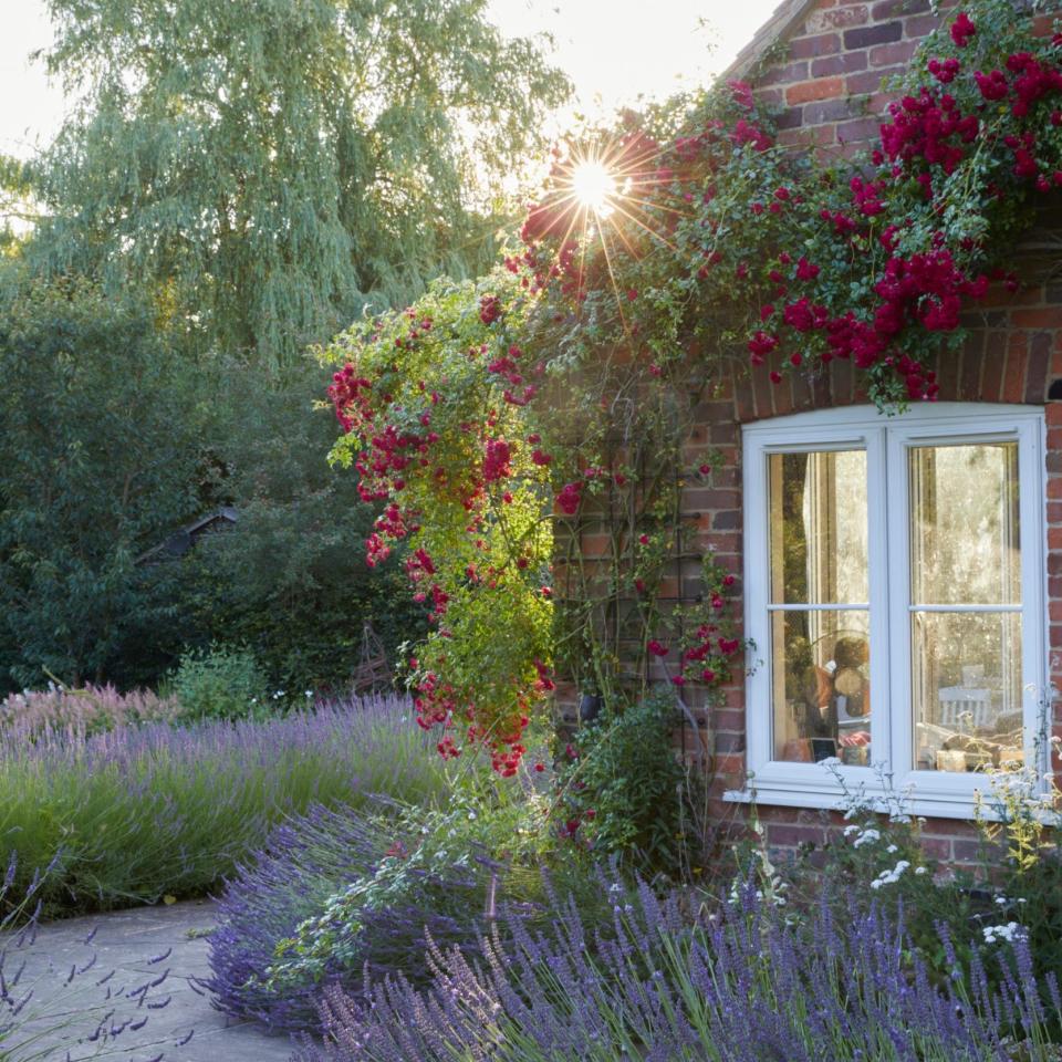 Anya Lautenbach built her garden in Marlow, Buckinghamshire from scratch