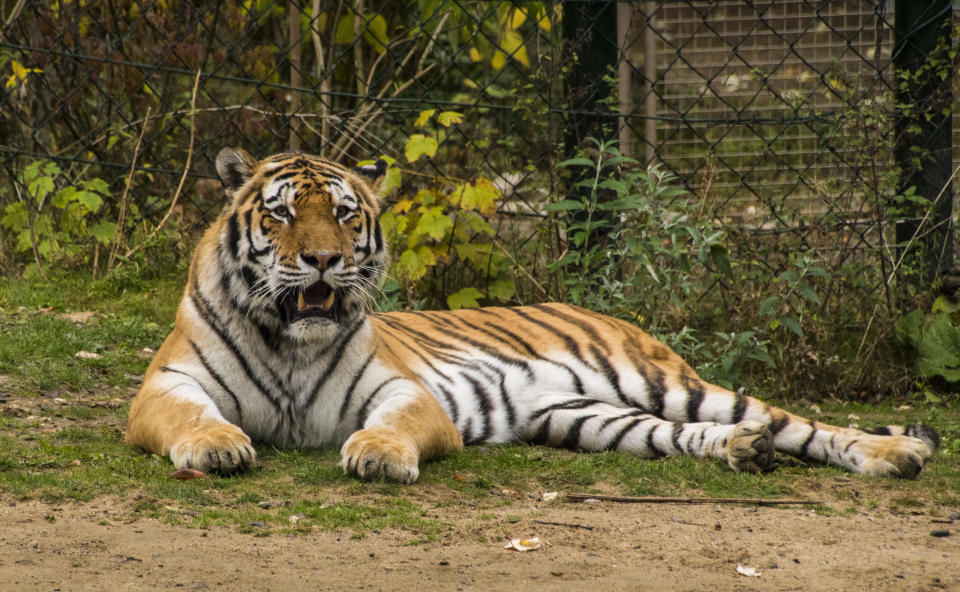 Portrait Of Tiger On Field In Zoo