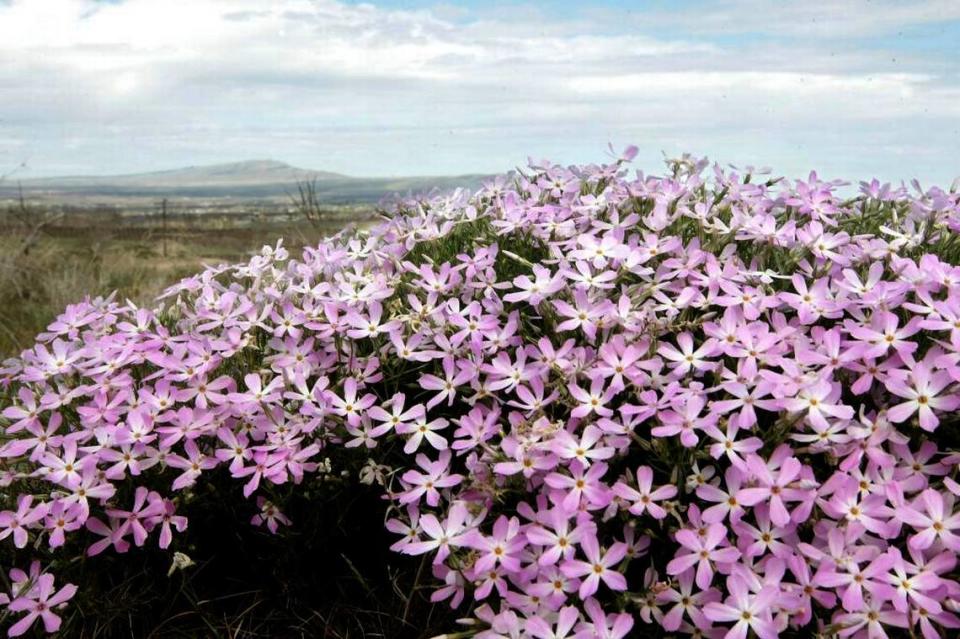 Rattlesnake Mountain is visible behind a clump of phlox wildflowers blooming on a hill near Benton City.
