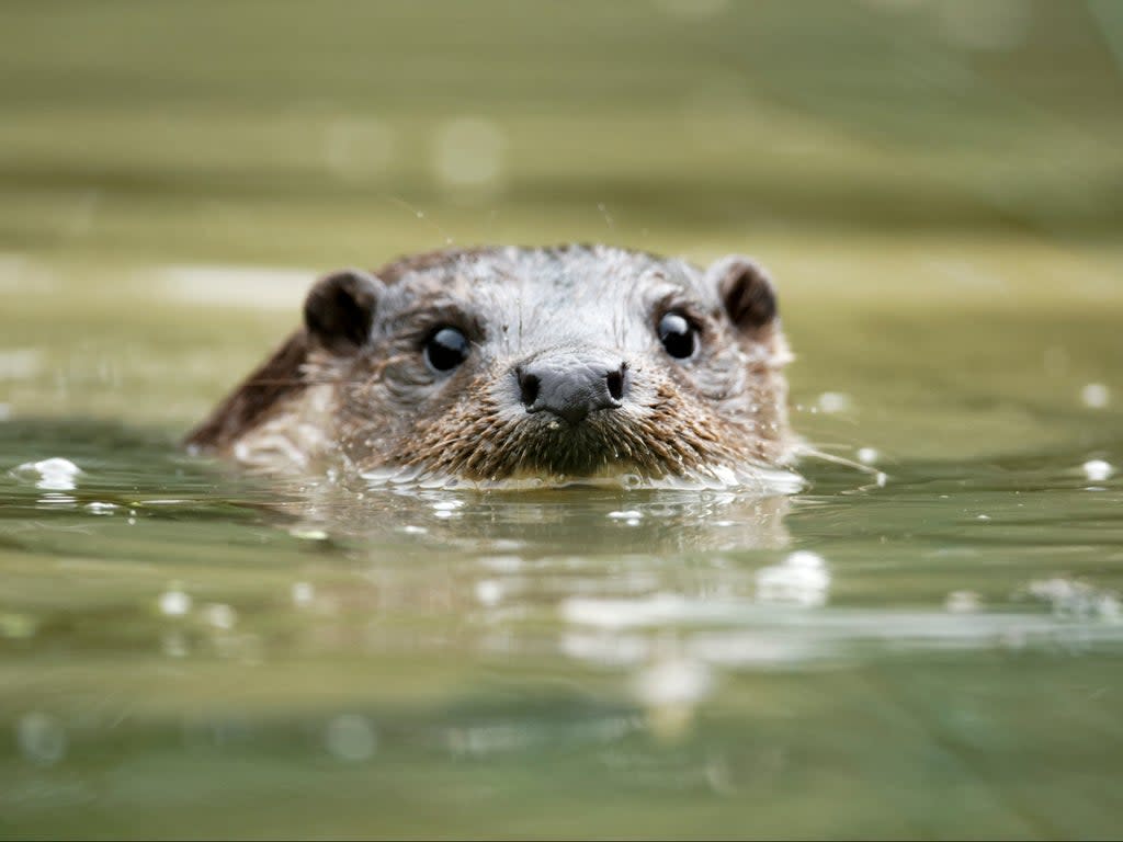 ‘Forever chemicals’ have been detected in otters in a new study (Getty Images/iStockphoto)