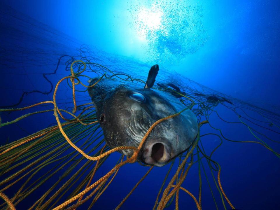 Fish entangled in ghost gear might be strangled or starve to death (Alessio Viora / Marine Photobank)