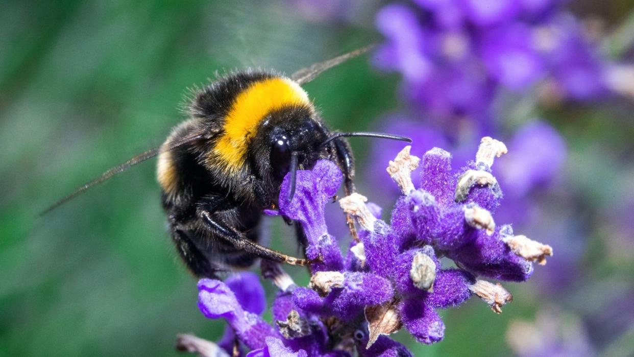 Ein ganzes Paket neuer Regeln soll Insekten mehr Schutz geben.