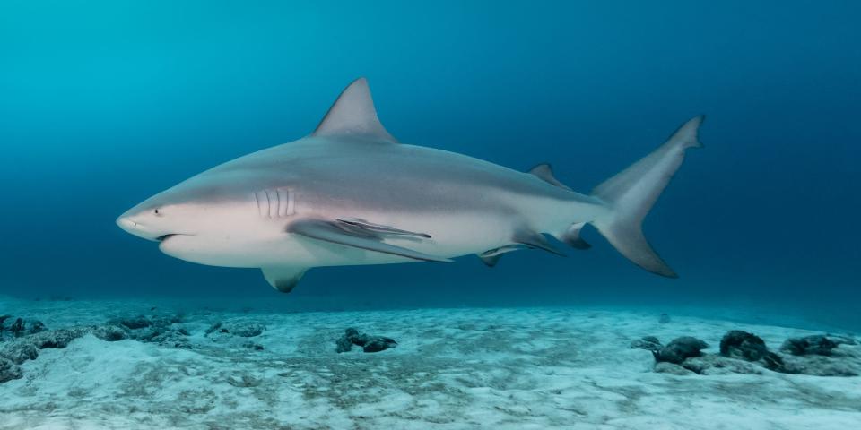 A bull shark