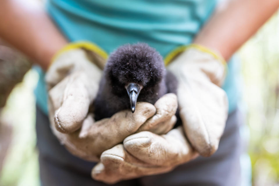 A black petrel, a vulnerable species with fewer than 1,000 breeding pairs that nest on the Great Barrier Island in New Zealand. COVID-19 has kept research teams from the island.  (Photo: Ed Marshall)