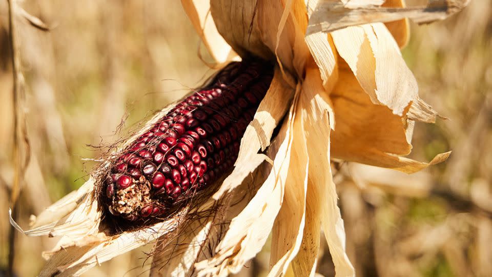 Researchers say Jimmy Red corn is less sensitive to high winds because of its strong root system.  - Peter Frank Edwards for High Wire Distilling Co