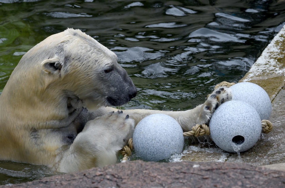 Polar bear Kap plays with a set of toys in his enclosure at the zoo in Neumuenster, Germany, 12 April 2016. Photo: Carsten Rehder/dpa | usage worldwide   (Photo by Carsten Rehder/picture alliance via Getty Images)