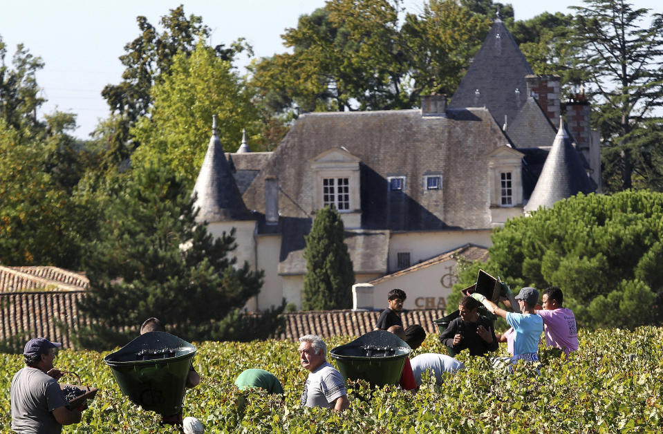 FILE - This Monday, Oct. 7 , 2013, file photo shows workers collecting red grapes in the vineyards of the famed Chateau Haut Brion, a Premier Grand Cru des Graves, during the grape harvest in Pessac-Leognan, near Bordeaux, southwestern France. Amid a rising tide of concern and protest in France over the use of legal toxins by its massive and powerful farming industry, President Emmanuel Macron's government is planning the enforced creation of small buffer zones to separate sprayed crops from the people who live and work around them. (AP Photo/Bob Edme, File)