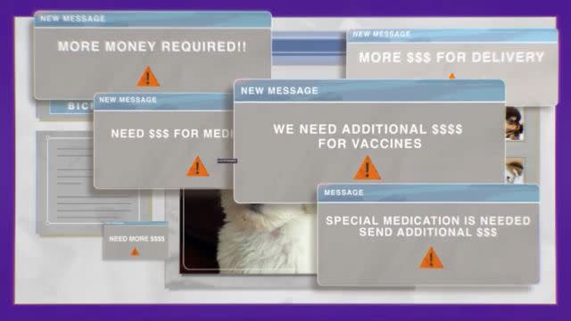 <p>Aldlf.org</p> A screenshot from the ad of what to watch out for in a dog scam.