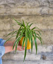 <p> Caring for a&#xA0;spider plant&#xA0;is a cinch as it&apos;s one of the easiest houseplants around. They trail really well so they are ideal for shelves or indoor hanging planters. As the plant gets older it will start to produce upward-facing stems of white star-shaped flowers and lots of babies.&#xA0; </p> <p> &#x2018;The spider plant has distinctive variegated foliage that resembles long blades of grass,&apos; says Jo Lambell&#xA0;of Beards &amp; Daisies. &apos;This is a very easy care plant and is tough enough to withstand low light spots.&#x2019; </p> <p> Spider plants prefer shadier conditions. It will also grow in bright light but this tends to make the leaves look pale and bleached out and full glare will damage the variegated leaves.&#xA0; </p> <p> Spider plant propagation&#xA0;is a really easy way to grow your houseplant collection and get extra plants for free, too.&#xA0; </p>