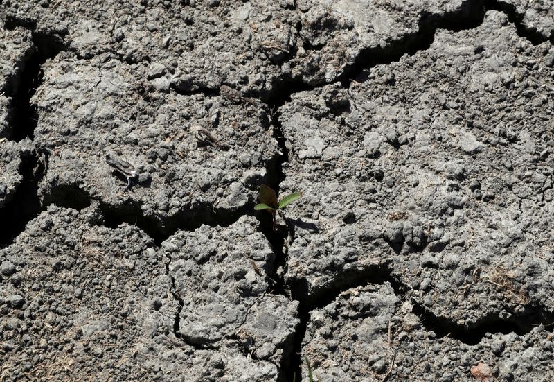 FILE PHOTO: Corn sprout is seen among dry earth in a field belonging to Belgian farmer Joel Van Coppenolle in Diksmuide