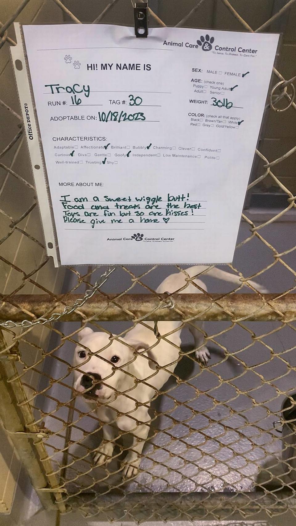 Data provided on the Animal Control Center’s website shows that a total of 193 dogs have been euthanized through September of this year due to capacity. In 2022, 94 dogs were euthanized due to capacity. Drale Short, Director of Public Works, said that there has been an increase in animals coming into the shelter and that there are multiple factors that can contribute to the rising numbers.