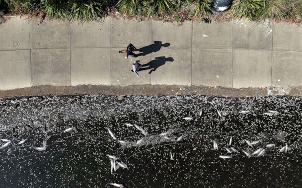 PHOTO: Dead fish float in the waters of Lake Merritt, a tidal lagoon of San Francisco Bay, Aug. 30, 2022, in Oakland, Calif. (Justin Sullivan/Getty Images)