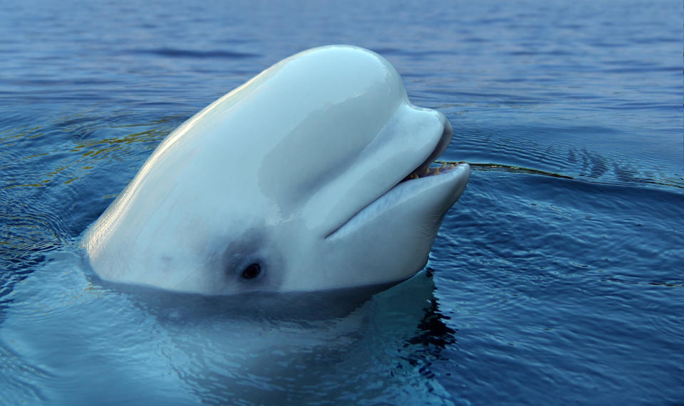 A beluga whale