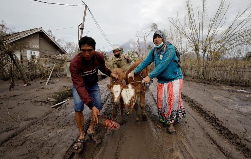 Hermina, 35, and other locals evacuate her cows from her damage house in an area affected by the eruption of Mount Semeru volcano in Curah Kobokan village, Pronojiwo district, in Lumajang, Indonesia