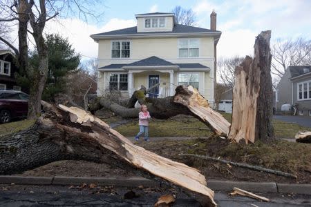 Ava Hancock walks around the tree that fell in front of her home during Storm Grayson in Halifax, Nova Scotia, Canada January 5, 2018. REUTERS/Darren Calabrese