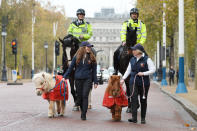 <p>Die unfassbar niedlichen Shetlandponys Teddy und Doris laufen sich vor ihrem „großen“ Auftritt beim internationalen Reitturnier in Londons Olympia Grand Hall noch ein wenig warm – begleitet werden sie von den geradezu riesig wirkenden Polizeipferden Merlin und Quixote. (Bild: Getty Images) </p>