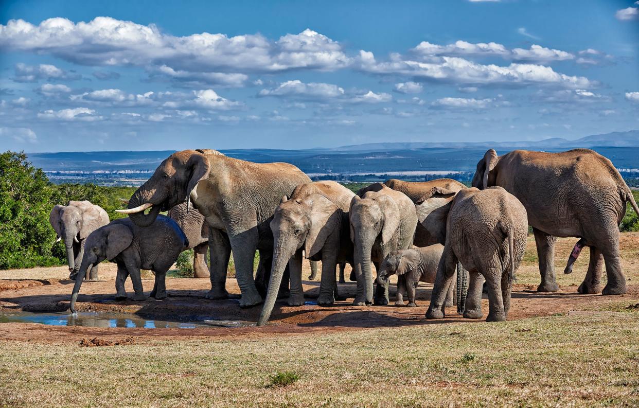 A herd of African bush elephants in Addo Elephant National Park - Juergen Ritterbach