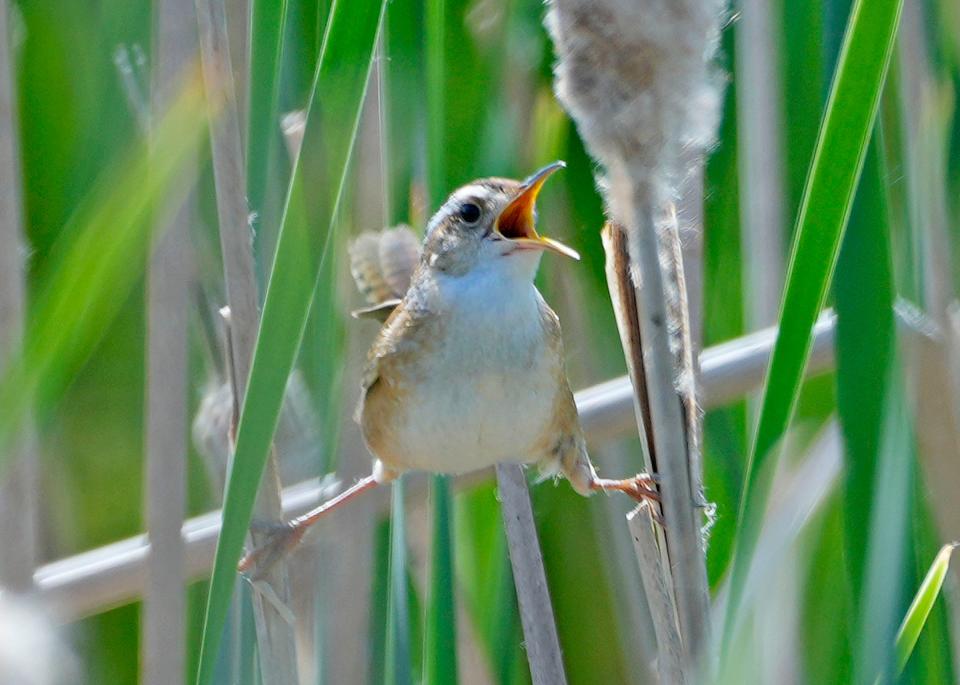 A marsh wren bird straddles cattails off Sunset Beach Lane in the Sensiba State Wildlife Area in Suamico June 8, 2023.