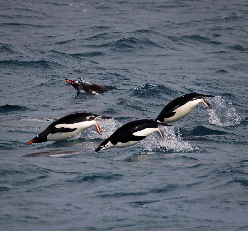 Gentoo and chinstrap penguins in waters around the Antarctic Peninsula (Rachael Herman, Louisiana State University/Stony Brook University)