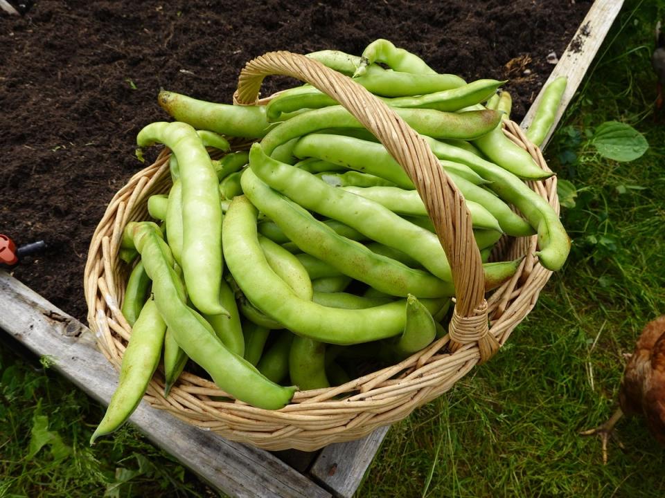 Broad beans are rich in protein, carbohydrates and vitamins A, B1 and B2 (Getty)