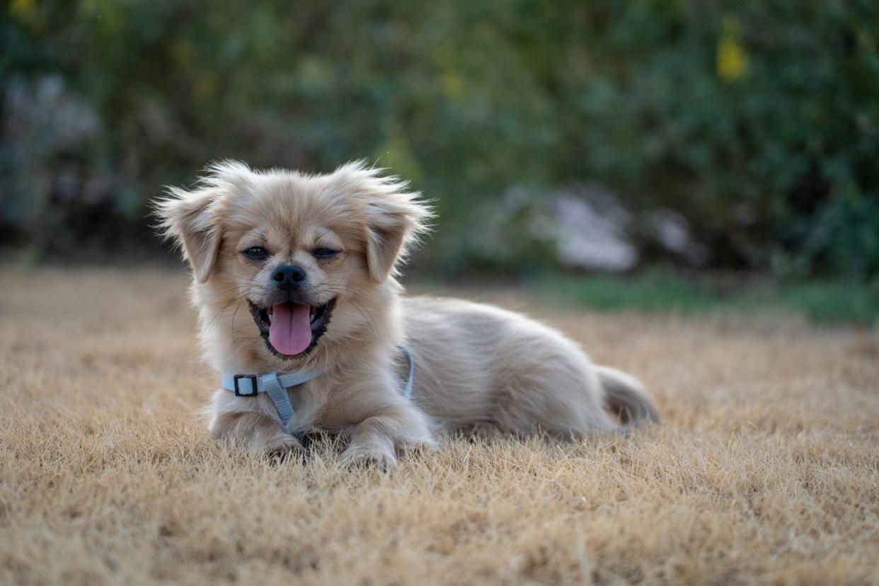 best small dog breeds pekingese