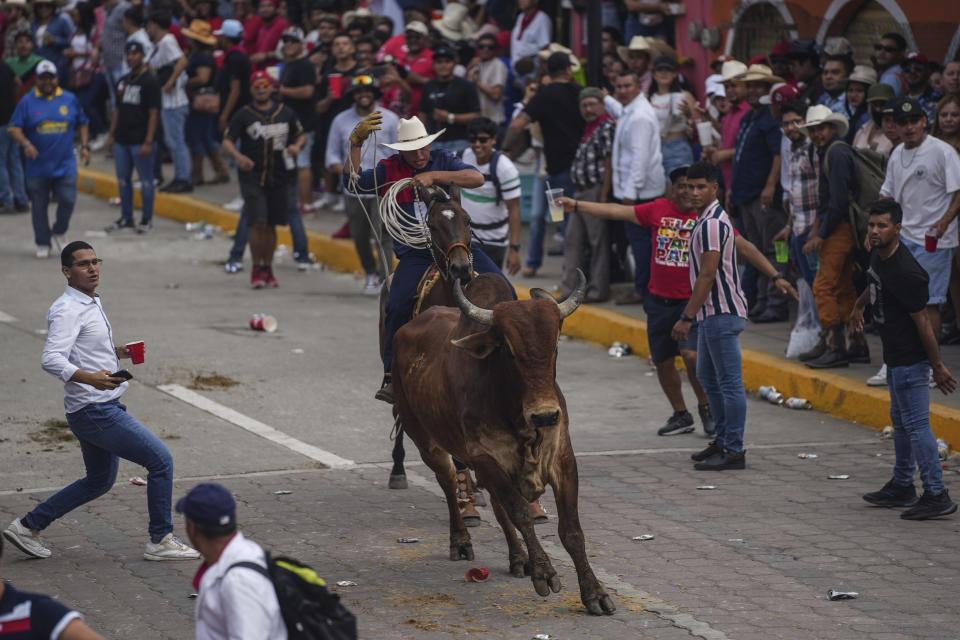 Un hombre a caballo persigue a un toro durante un festival en honor de la Virgen de la Candelaria, el jueves 1 de febrero de 2024, en Tlacotalpan, estado de Veracruz, México. (AP Foto/Félix Márquez)