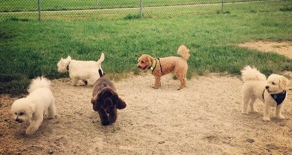 Portsmouth canines enjoy the dog park near Leary Field.