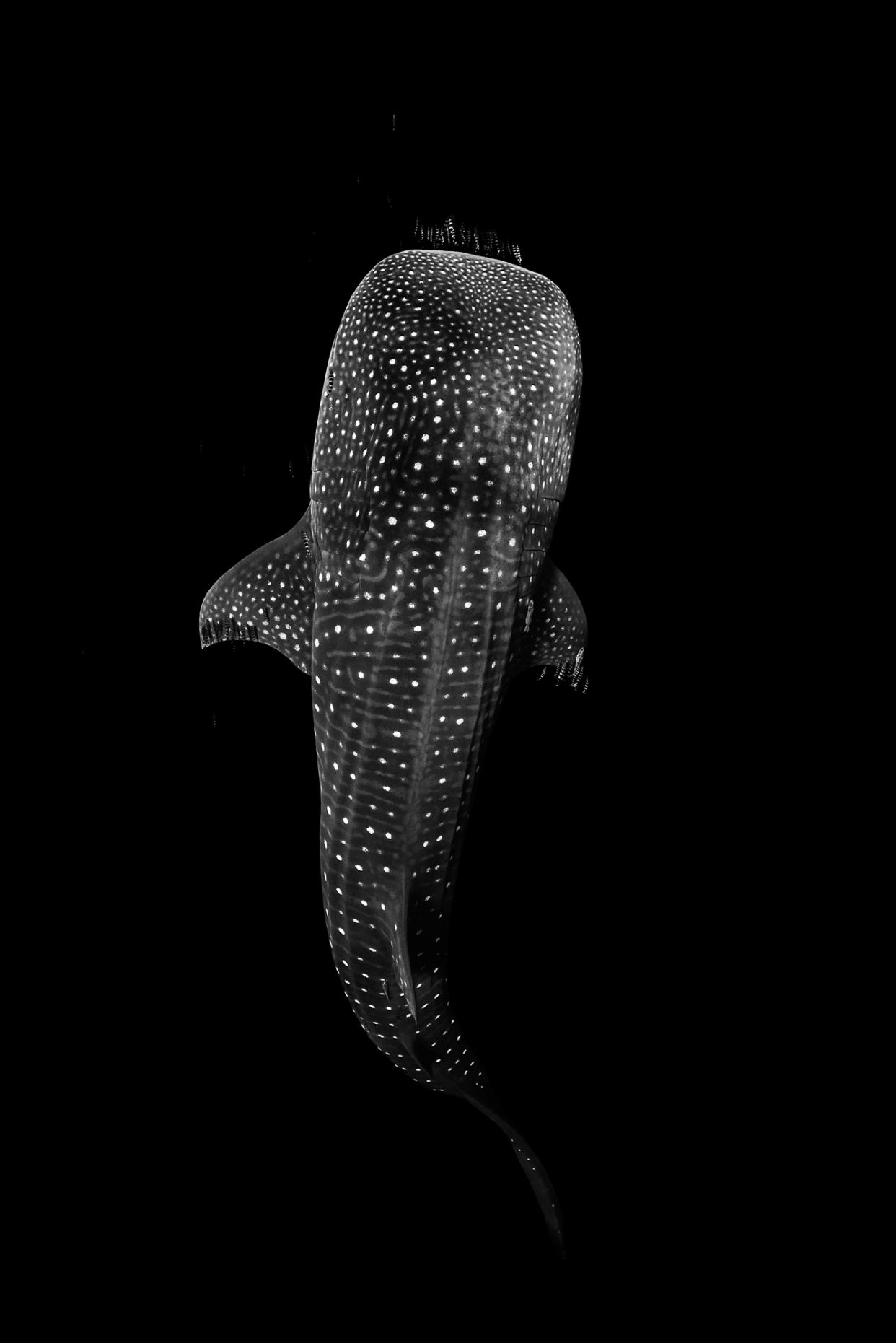 A whale shark 