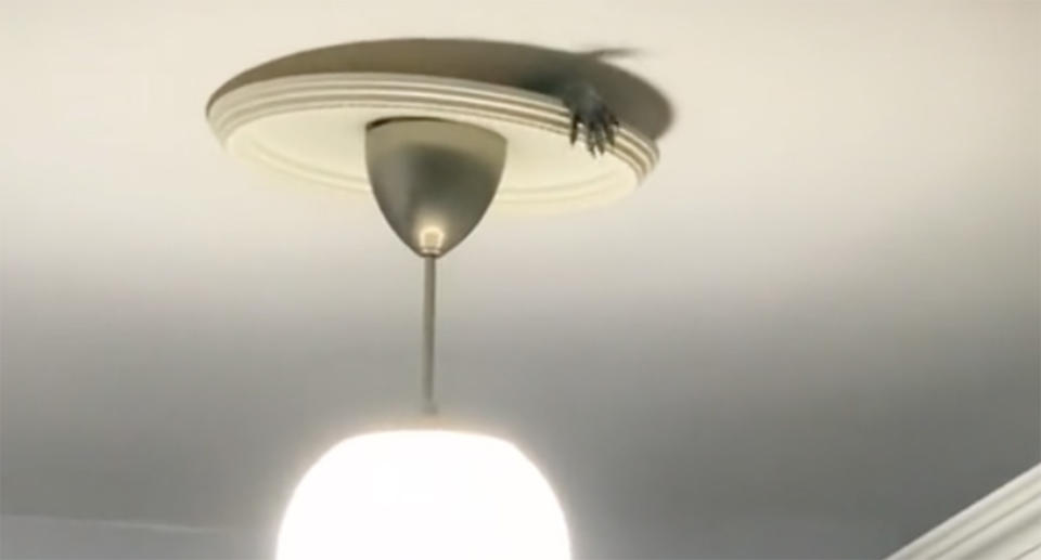 The raccoon's paw can be seen coming out of the ceiling above the light fixture. Source: TikTok/ Yesenia Irizarry