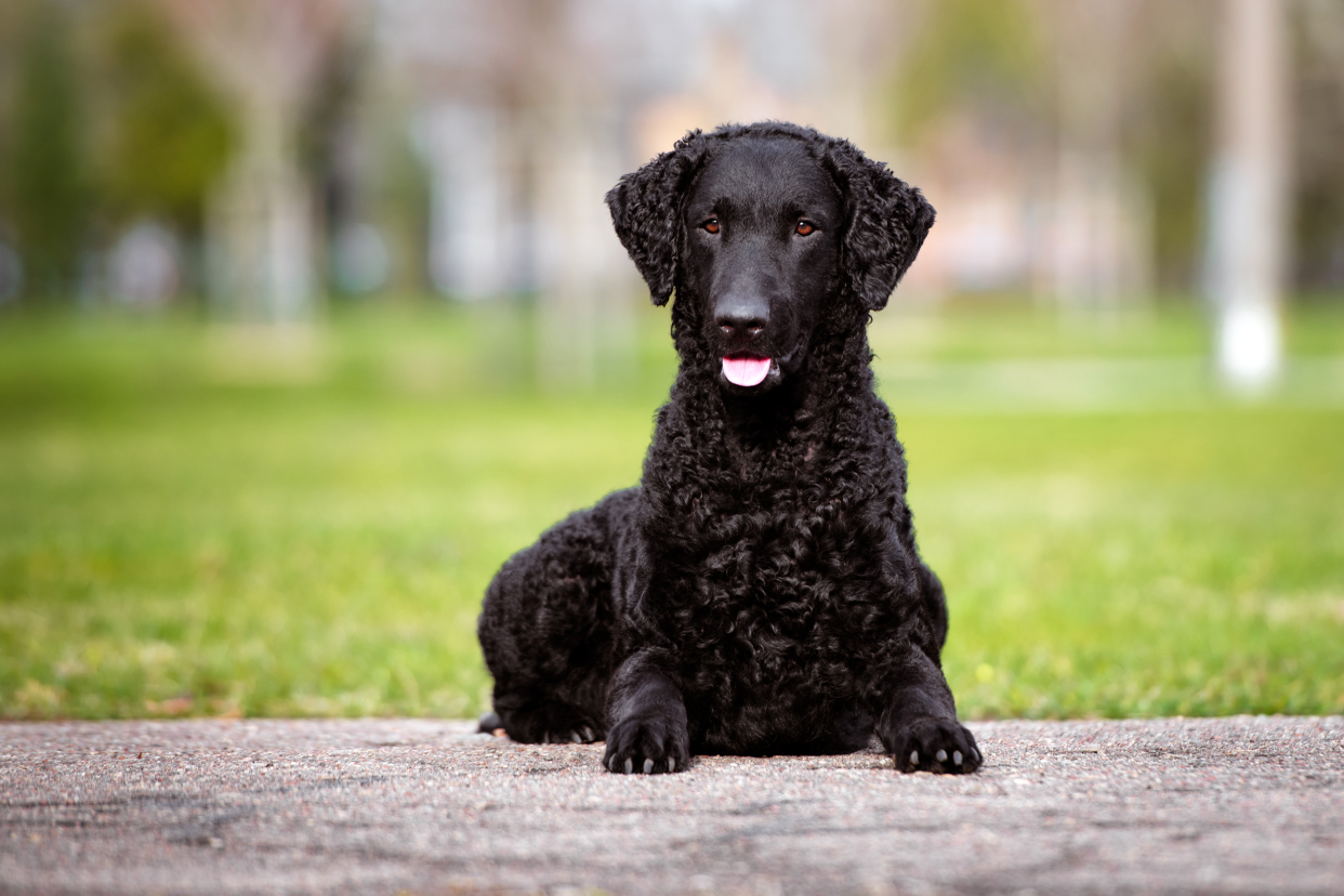 Curly Coated Retriever