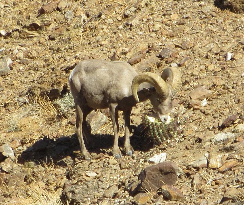 Lunch time on the mountain. A ram eats barrel cacti.