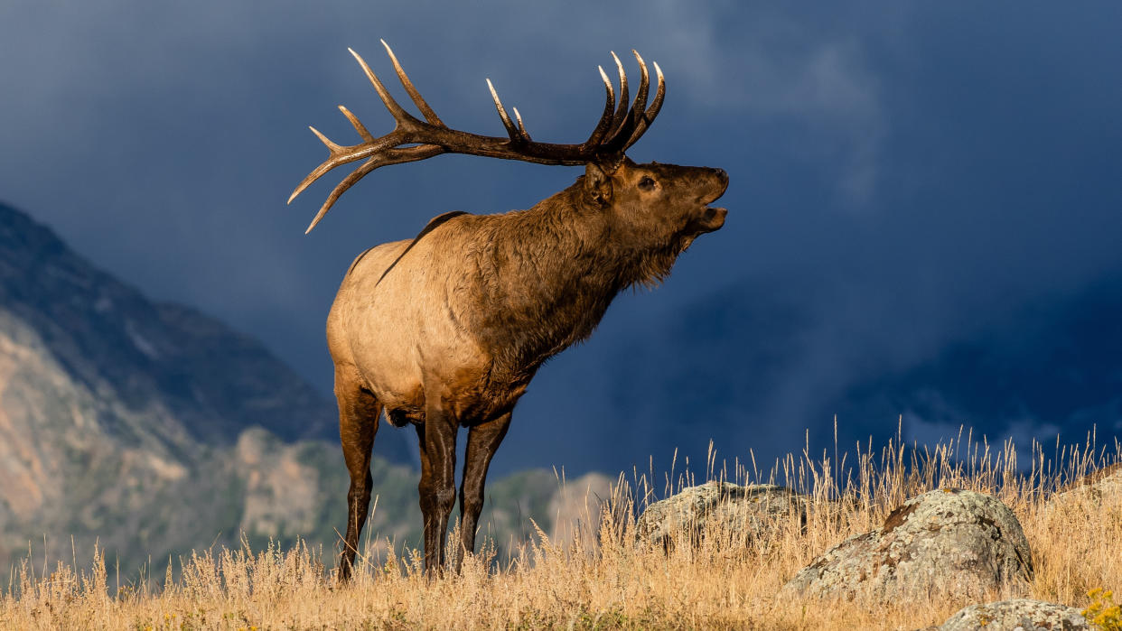  Bull elk at Rocky Mountain National Park, Colorado, USA 