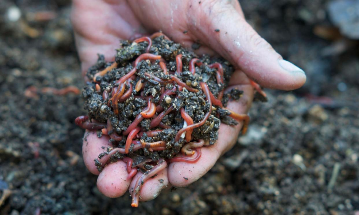 <span>Recent research suggests numbers of earthworms in the UK may have fallen by about a third in the past 25 years.</span><span>Photograph: Jim Simmen/Getty Images</span>