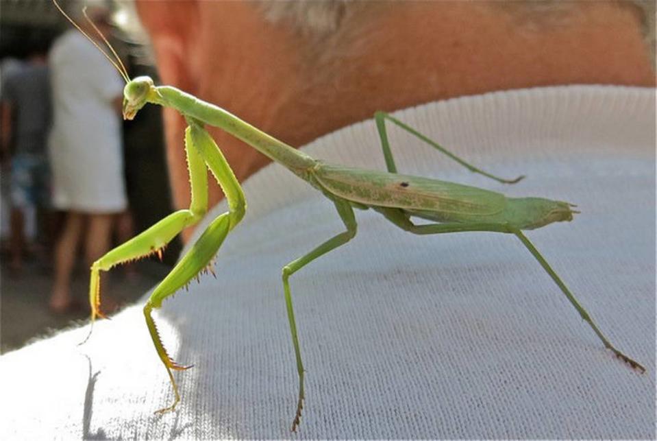 Bluffton resident Chris Schlentner took this photo of a praying mantis on her friend, Jamie Irvin’s shirt.