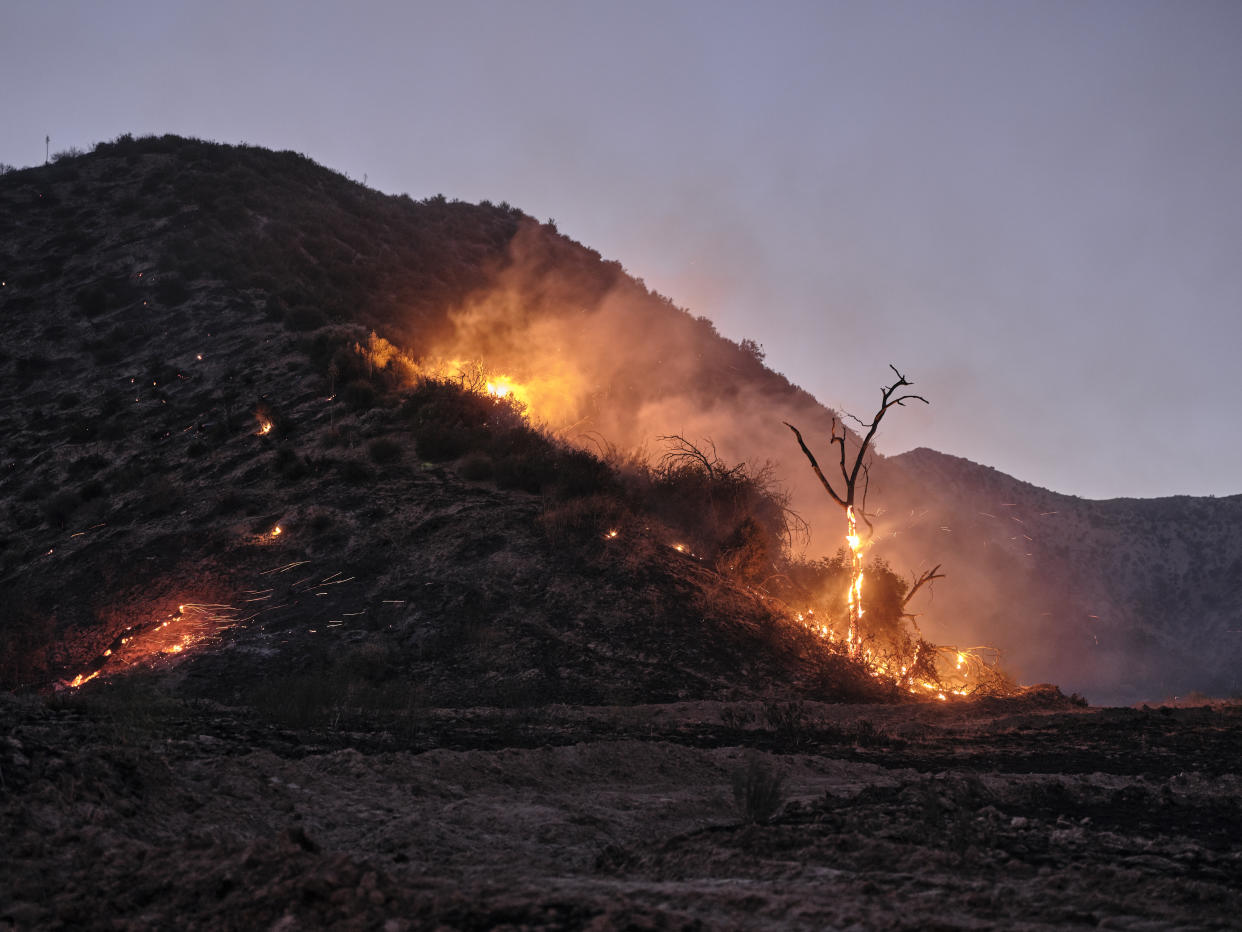 A tree burns after the Post fire passed in Lebec, Calif., Sunday, June 16, 2024. (Philip Cheung/The New York Times)