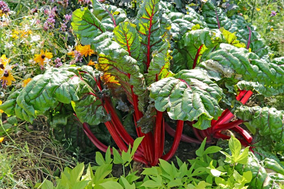 red stemmed chard in the vegetable garden