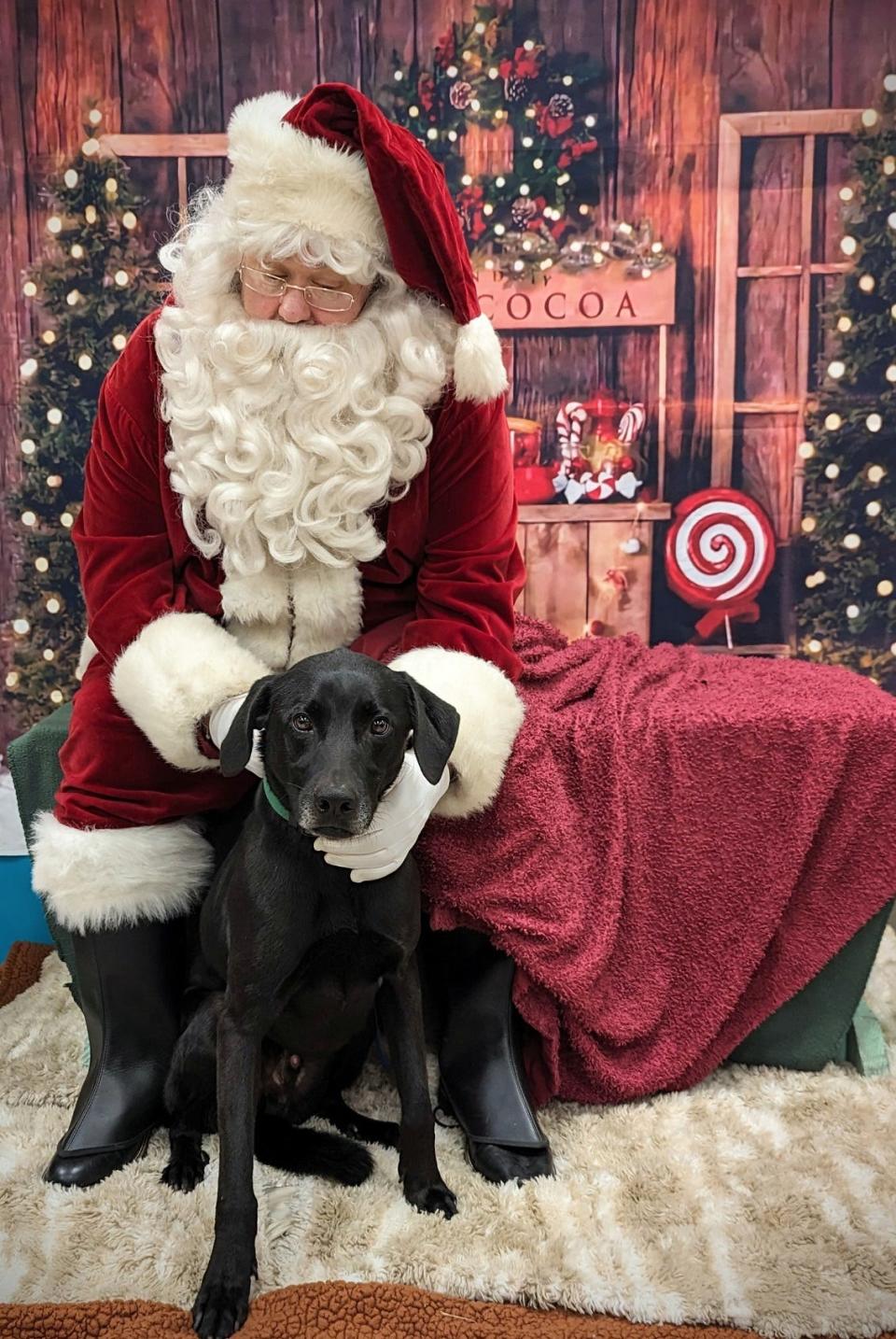 Blakely, ID #294118, is a wonderful Labrador who is very gentle and has a big heart of gold. He is 5 years old and weighs 57-pounds. Blakely was adopted from the shelter when he was a pup. He came in as a stray on Oct. 4, and he was not reclaimed. He's a gentle dog who responds to pet and hugs like he's not received enough of them in his life. Blakely is good with dogs of all sizes. He will be a terrific indoor companion, and he'll let you know when visitors come to your home. To meet Blakely, go to the Oklahoma City Animal Shelter at 2811 SE 29 between noon and 5 p.m. Tuesday through Saturday. Go online to www.okc.gov or www.okc.petfinder.com to see all the cats and dogs available for adoption.