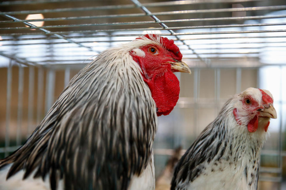 The NFU fears UK farmers could be undercut by farmers from countries with lower animal health and welfare standards. (Artyom Geodakyan\TASS via Getty Images)