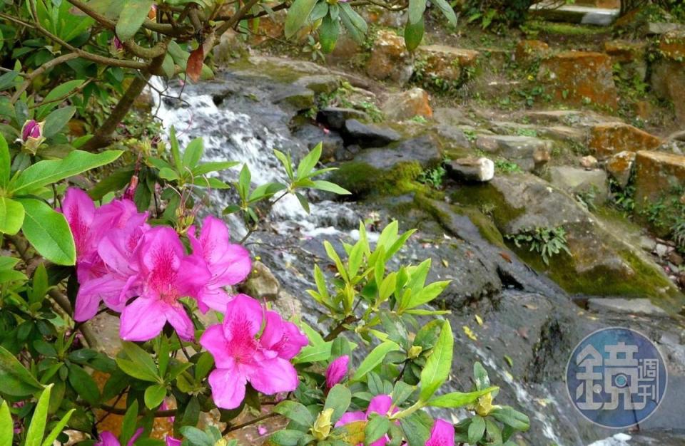 「2022陽明山花季」期間，陽明公園處處可見杜鵑花。 