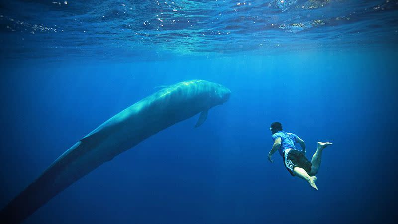 A Blue Whale in Sri Lanka. Photo: Patick Dykstra