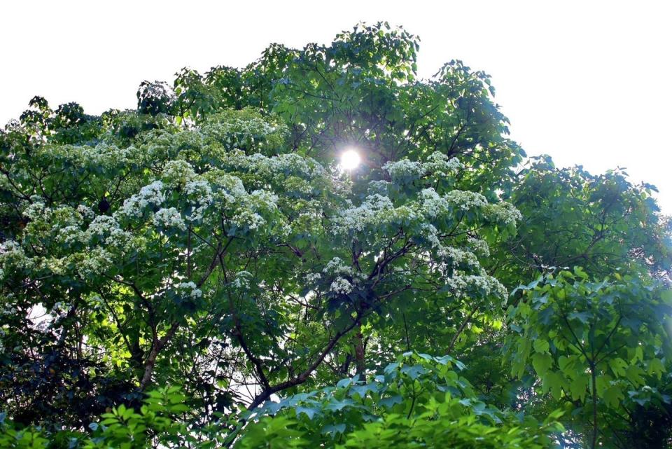 深坑萬福公園的桐花盛開中。   圖：新北市景觀處提供