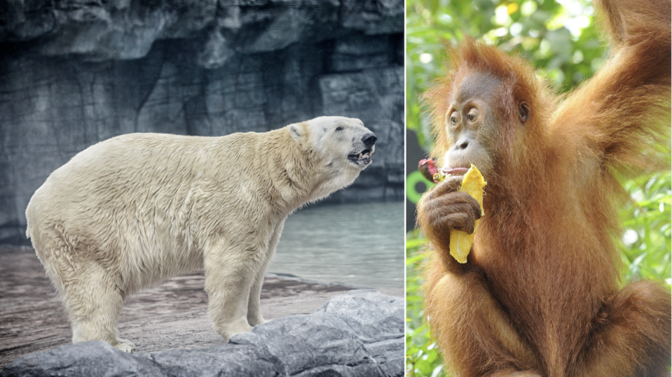 Inuka in Frozen Tundra exhibit (left) & Ishta as New Ah Meng