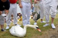 Officials record and examine cygnets and swans during the annual census of the Queen's swans, known as 'Swan Upping', along the River Thames in London