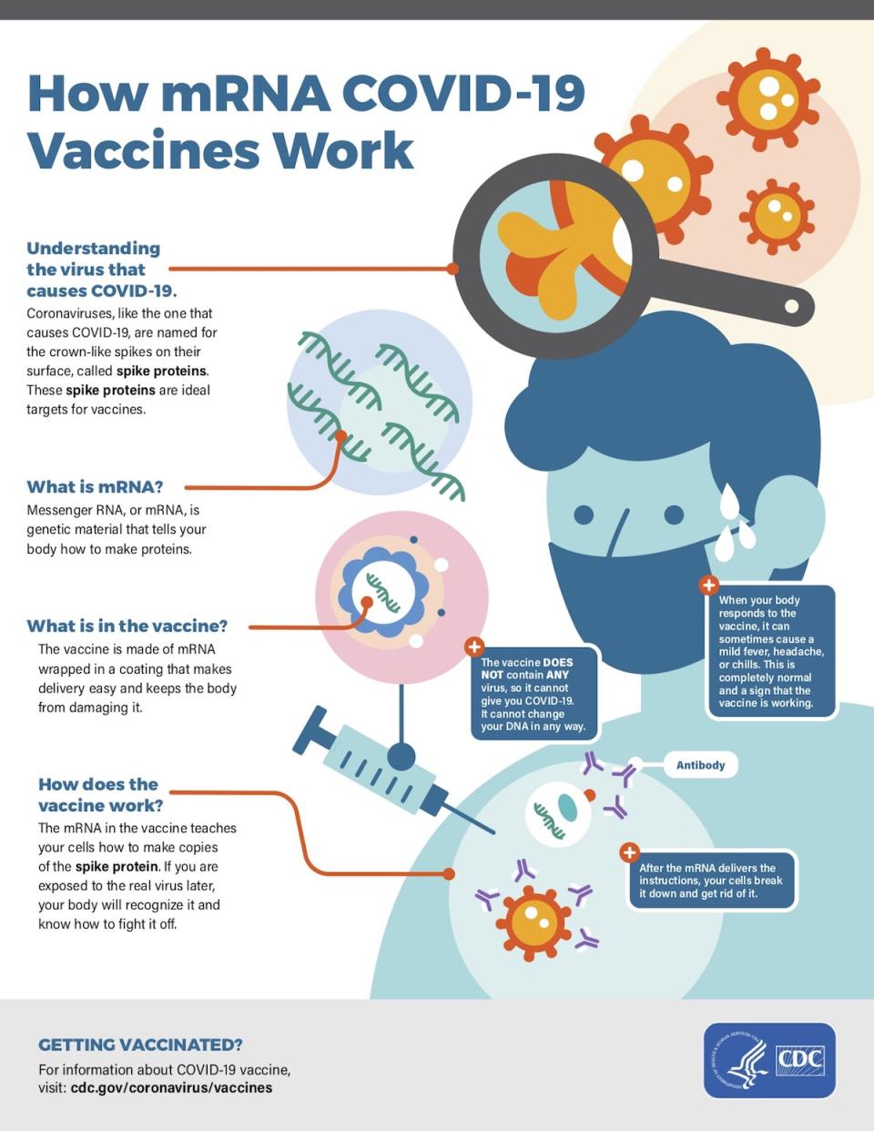 An infographic from the CDC explaining how vaccine attack viruses in our body