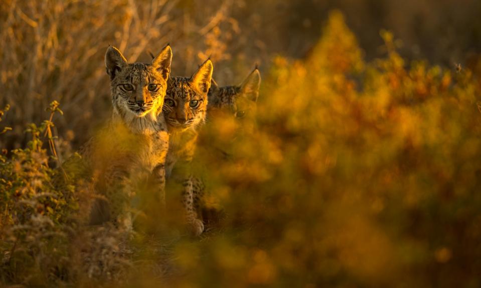 2018年10月4日，在西班牙多尼亞納國家公園（Doñana National Park），數隻伊比利猞猁幼崽出沒。美聯社