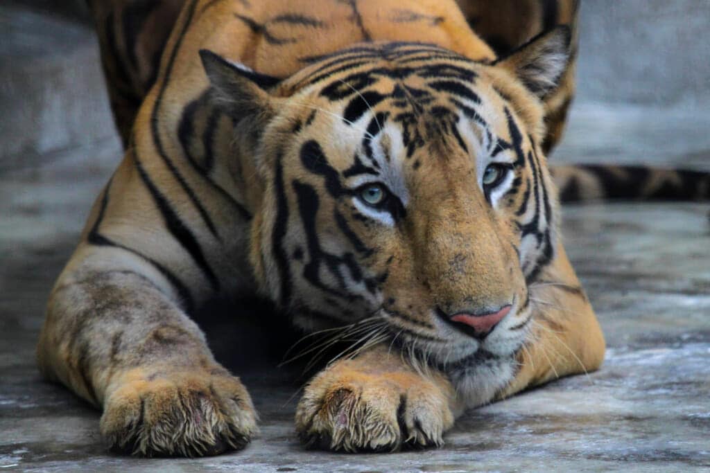 A Royal Bengal tiger rests at its enclosure at the Alipore zoo in Kolkata, India, Monday, July 29, 2019. (AP Photo/Bikas Das, File)