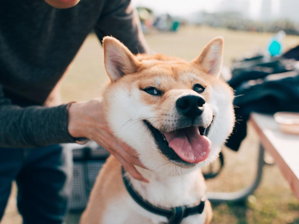 Shiba inu dog