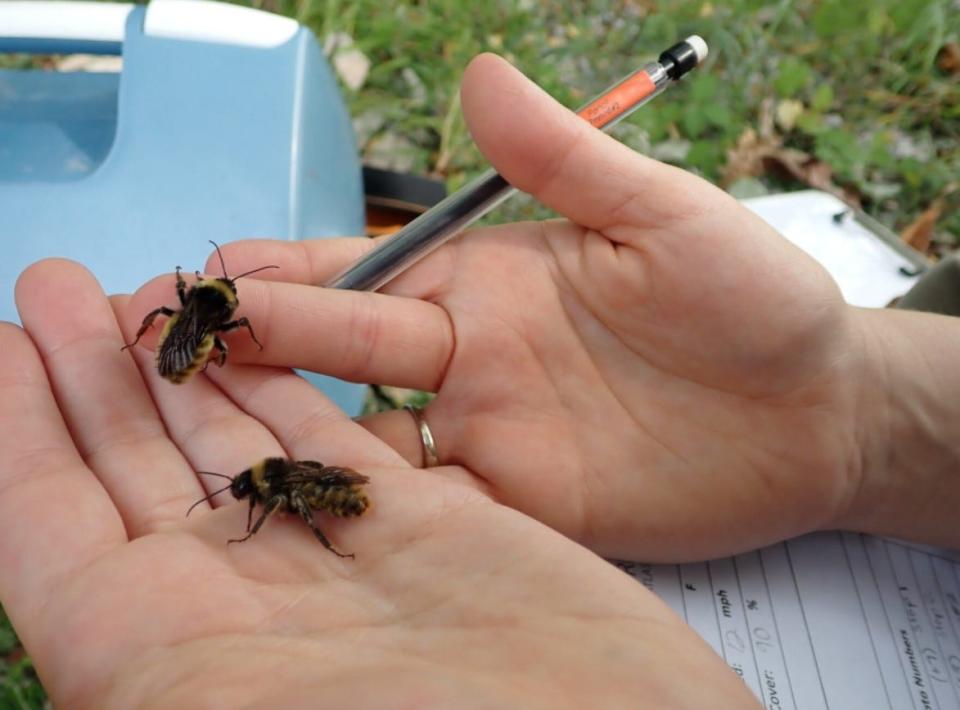 Learn how to swish a net, snap a pic and upload it to Xerces Society scientists eager for information about bumblebees near you.