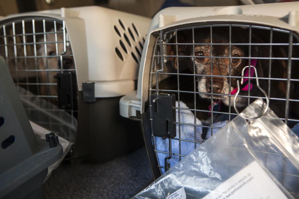 Dogs from the Front Street Animal Shelter sit in crates in Sacramento