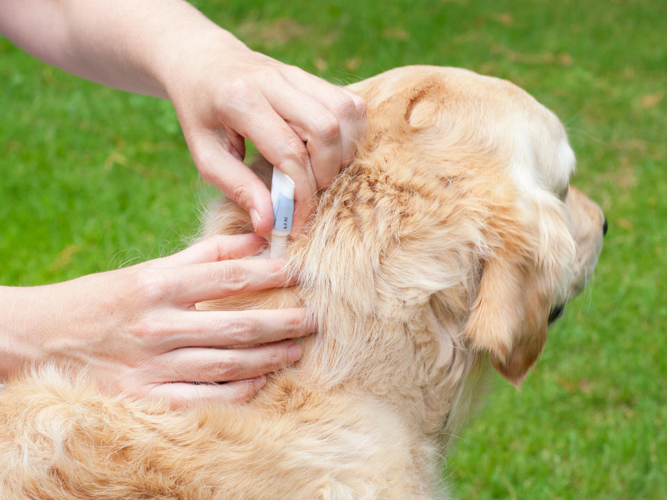 Spot ons werden direkt auf das Fell des Hundes aufgetragen (Bild: Getty Images)